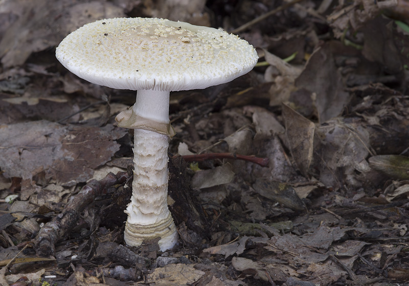 Amanita franchetii